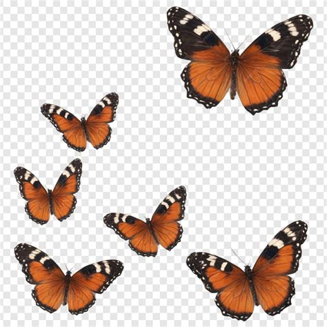 Download Butterfly Clipart Files Free PSD Mockups