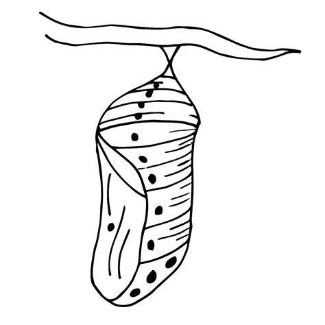 Butterfly Cocoon Coloring Pages