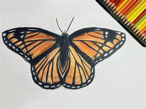 Learning about butterfly drawing detail