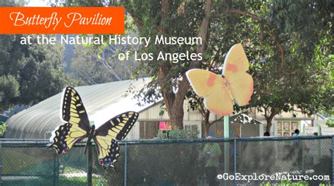 Butterfly Exhibit Los Angeles