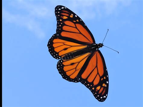 Download Butterfly Images