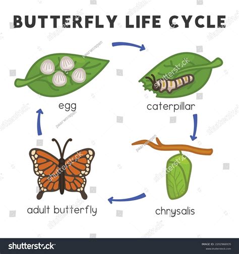 Butterfly Life Cycle Chart