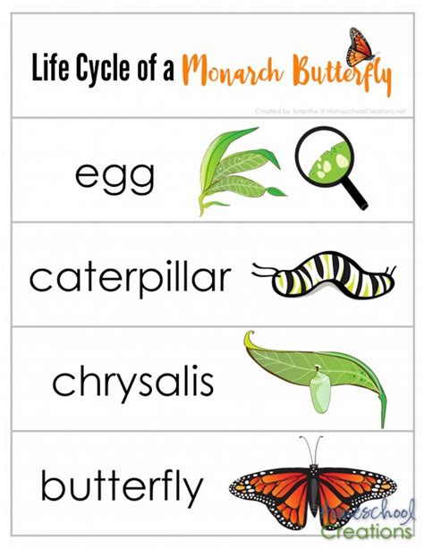 Butterfly Life Cycle Free Printable