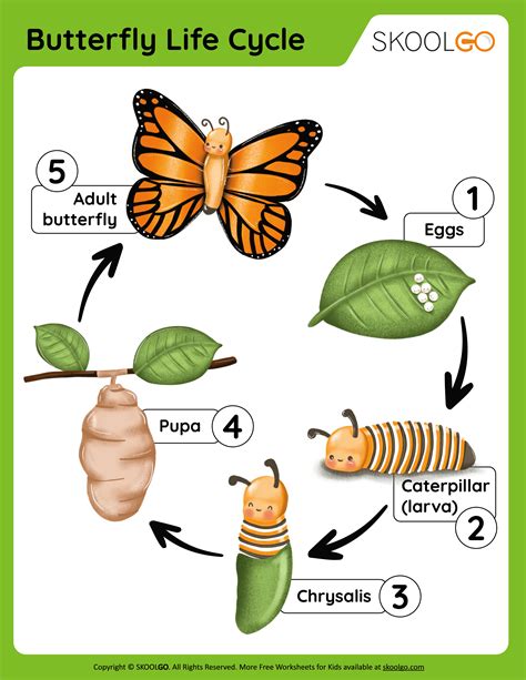 Butterfly Life Cycle Worksheet Printable