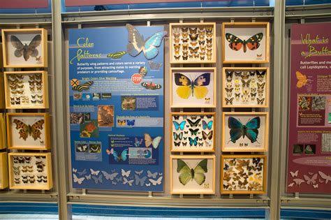 Butterfly Museum