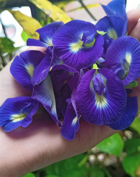 Discover the Marvelous Magick of Butterfly Pea Flower: Ancient Traditions and Mystic Properties Unveiled!