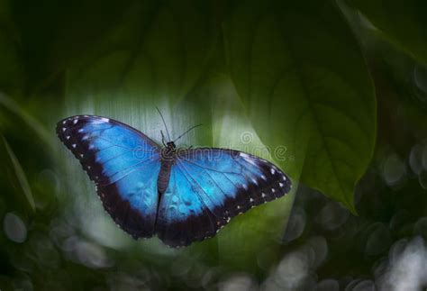Butterfly Rainforest FAQ