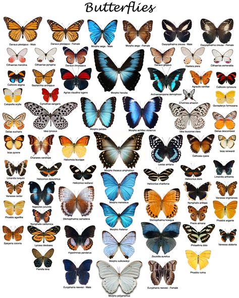 Butterfly Variety Pictures
