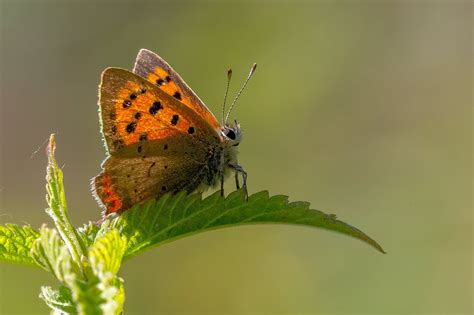 Butterfly photography