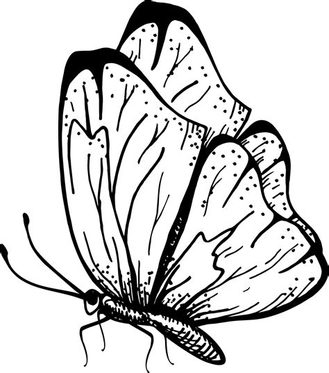 Butterfly with Open Wings Drawing