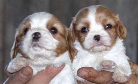 Buy King Charles Cavalier Puppy Brisbane