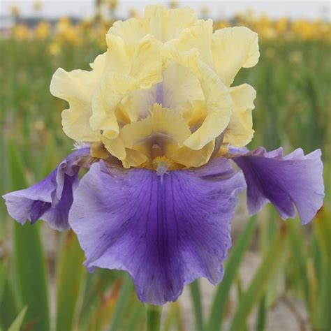Buy Bearded Iris