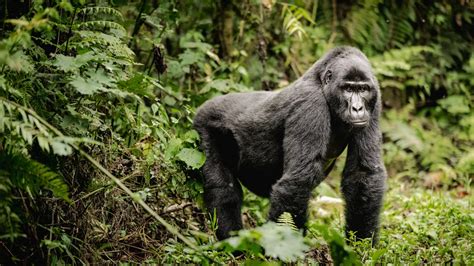 Bwindi Impenetrable Forest gorilla