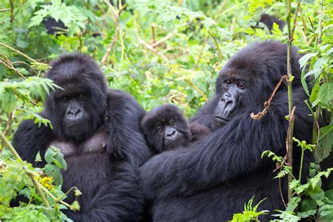 Bwindi gorilla trekking