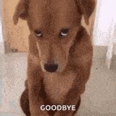 Bye Meme Dog