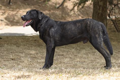 Cao de Castro Laboreiro Dog Breed Information, Images, Characteristics