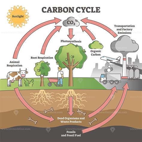 Cycle