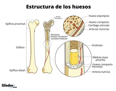 Constitucion De