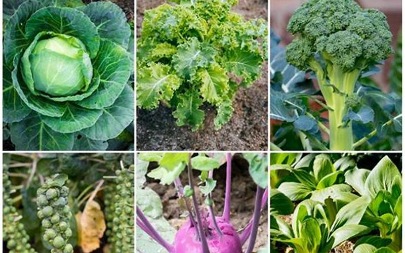 Cabbage Companion Planting