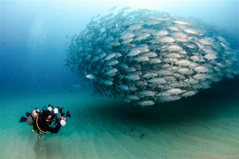 Cabo Pulmo diving history