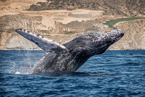 Cabo Whale Watching Tour: Is The 25-Hour Trip Worth It? [Review]