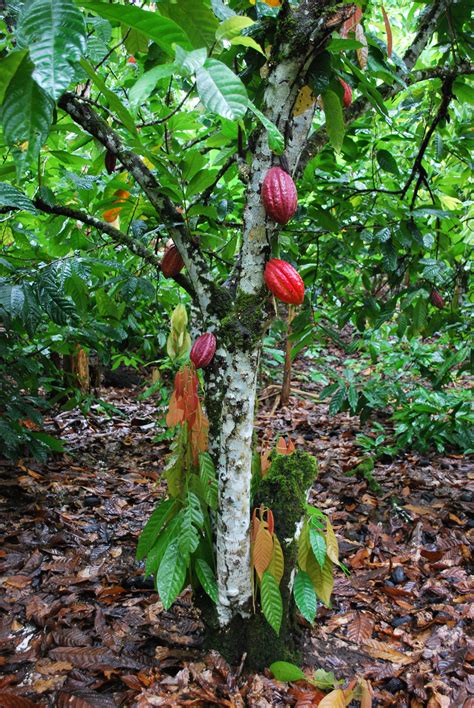 Cacao Tree