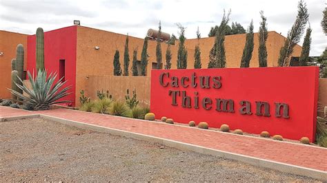 Cactus Thiemann Tips