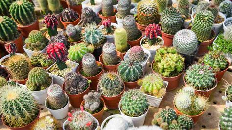 Cactus Varieties