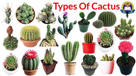 Cactus Varieties In India