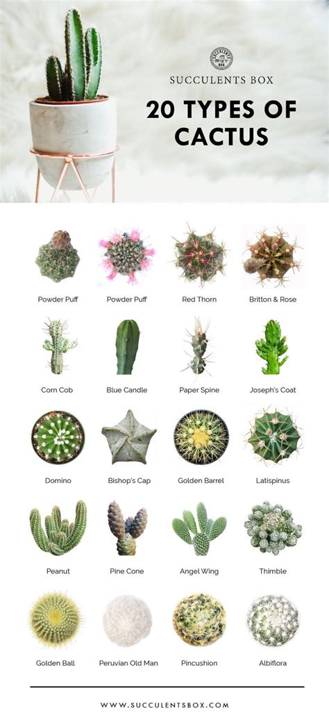 Cactus Varieties Names And Pictures