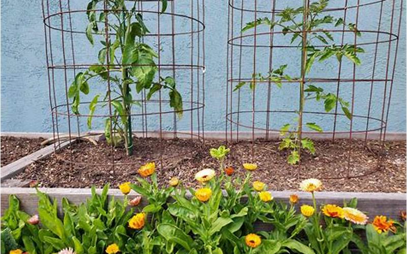 Cage For Planting Tomatoes