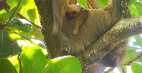 Cahuita Sloth Tour Booking