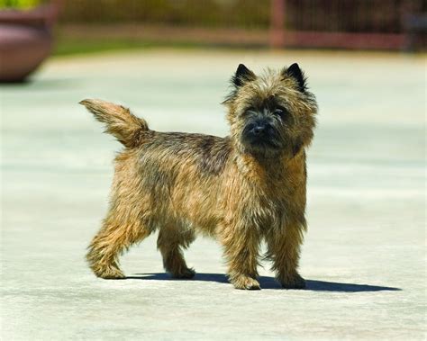 Animals World cute pictures of cairn terrier puppies gallery