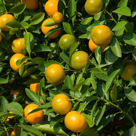 Calamondin Orange Calamansi Tree 30 32 Tall | Etsy