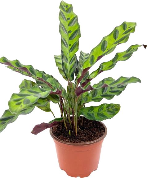 Discover The Amazing Benefits Of Calathea Air Purifying Plants