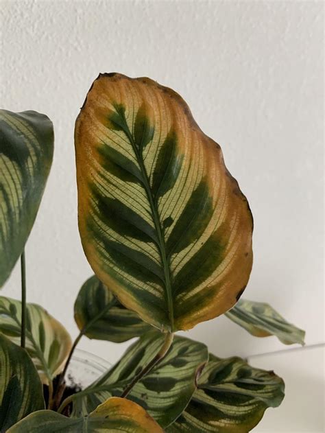 Calathea Leaves Yellow