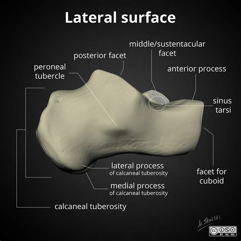 Calcaneus