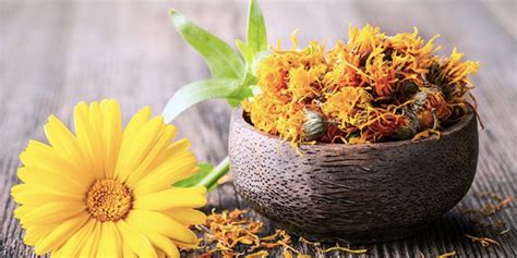 Unlock the Golden Secret to Flawless Skin: The Power of Calendula Extract
