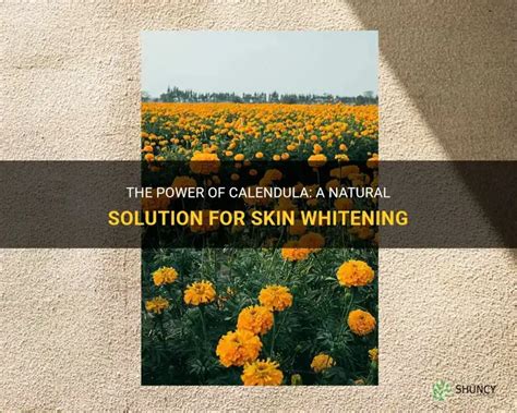 Unlock Radiant Skin: Discover the Magic of Calendula for Natural Skin Whitening