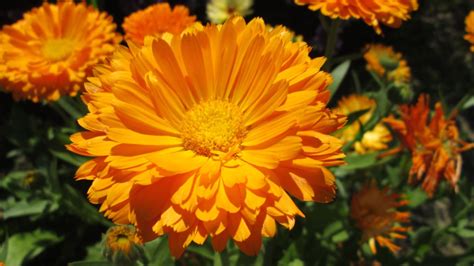 Calendula for Medicinal Properties