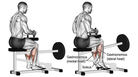 Calf Raise Seated