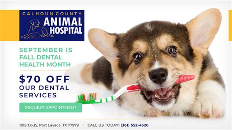 Discover Top-Quality Pet Care at Calhoun County Animal Hospital - The Best Choice for Your Furry Friend!