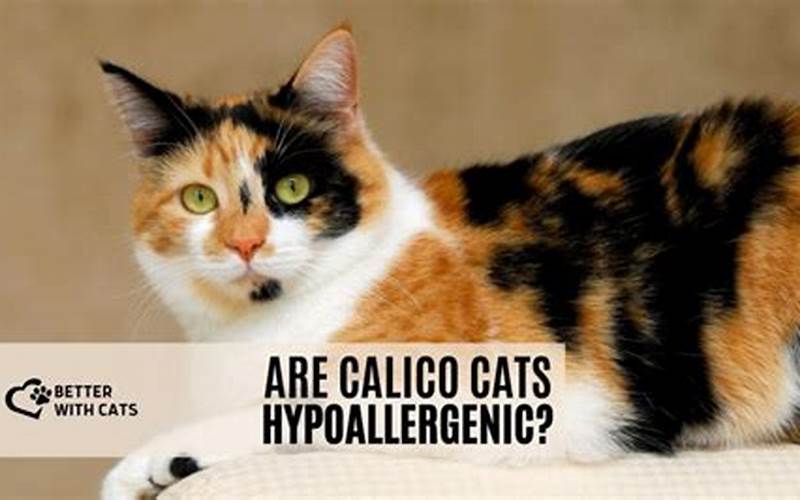 Calico Cat Allergies