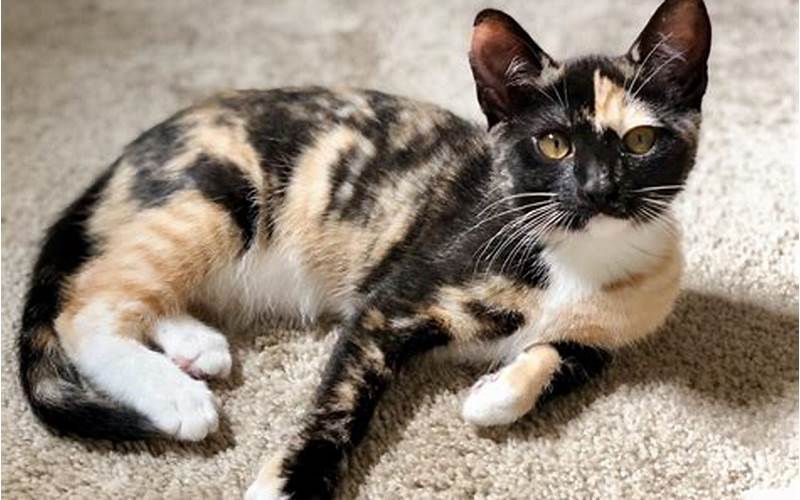 Are Calico Cats Hypoallergenic?