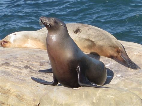 California Sea Lion