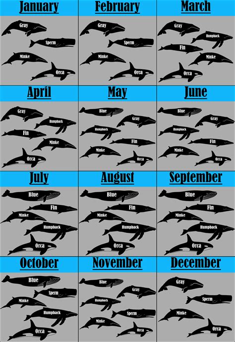 California Whale Watching Calendar