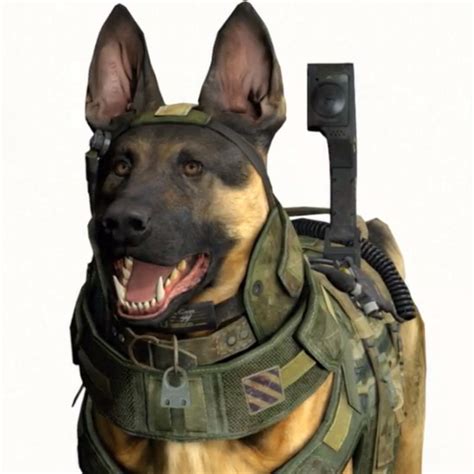 Call Of Duty Dog Meme