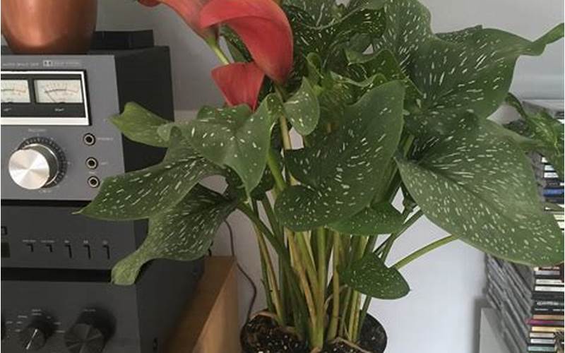 Calla Lily Indoor Care Tips