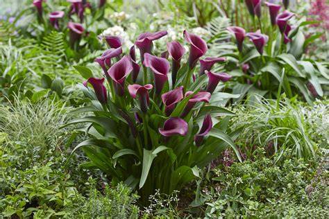 Calla Lilies