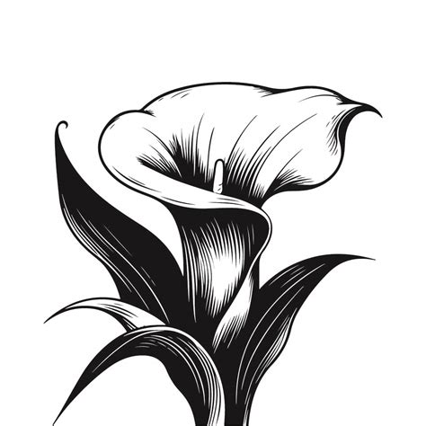 Elevate Your Floral Designs with Stunning Calla Lily SVG Files